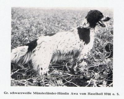 picture of dog