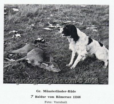 picture of dog