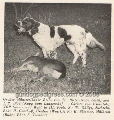 picture of dog