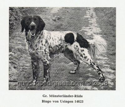 picture of dog