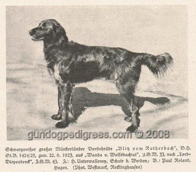 picture of dog