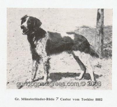 picture of dog