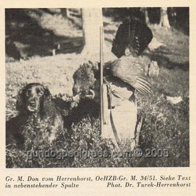 picture of dog