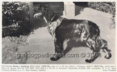 picture of dog