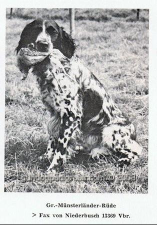 picture of dog