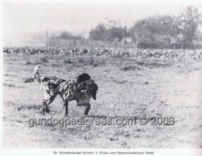 picture of dog