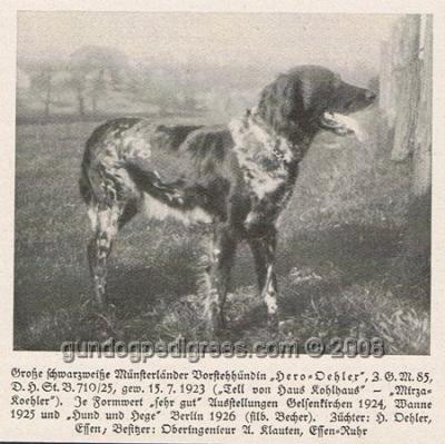 picture of dog