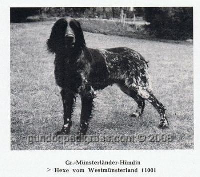 picture of dog