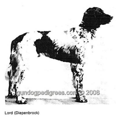 picture of dog