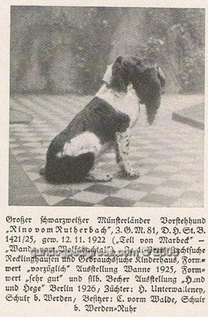 picture of dog