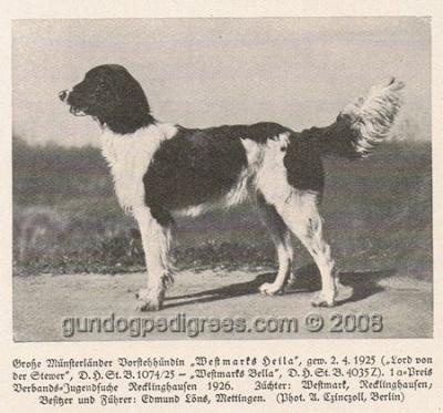 picture of dog
