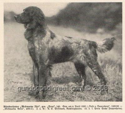 picture of dog