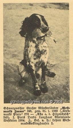 picture of dog