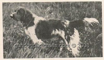 picture of dog