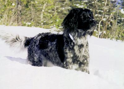 picture of dog