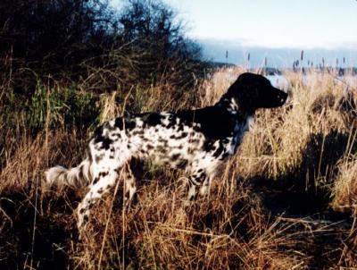 picture of dog