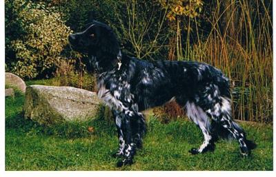 picture of dog