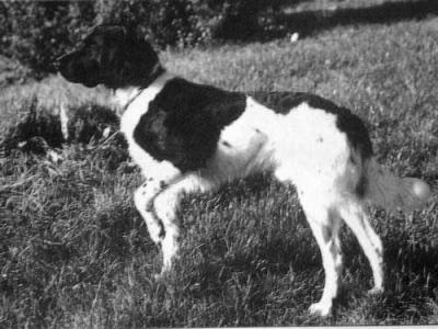 picture of dog