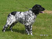 picture of dog