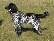picture of dog