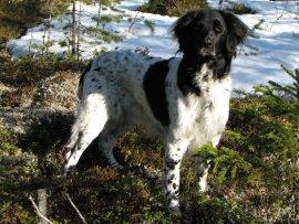 picture of dog