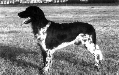 picture of dog