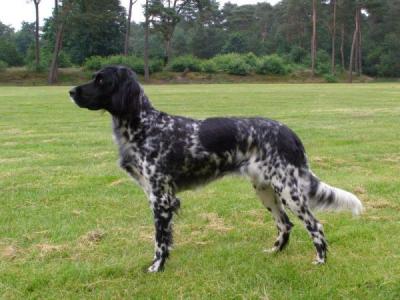 picture of dog