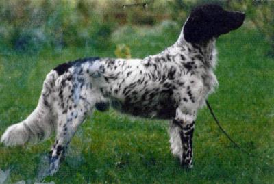 picture of dog
