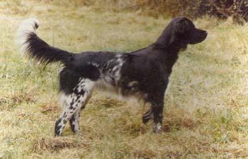 picture of dog