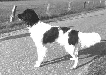 picture of dog
