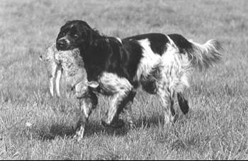 picture of dog