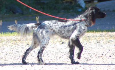 picture of dog