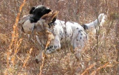 picture of dog