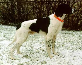 picture of dog