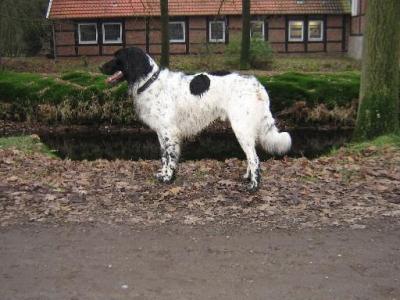 picture of dog