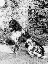 picture of dog
