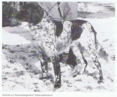picture of dog