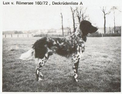 picture of dog