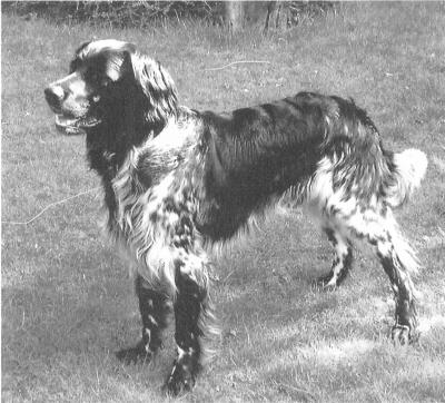picture of dog