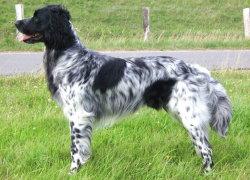 picture of dog