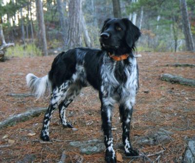 picture of dog