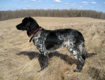 picture of dog