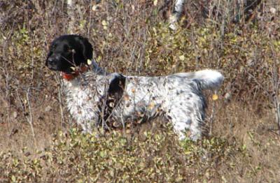 picture of dog