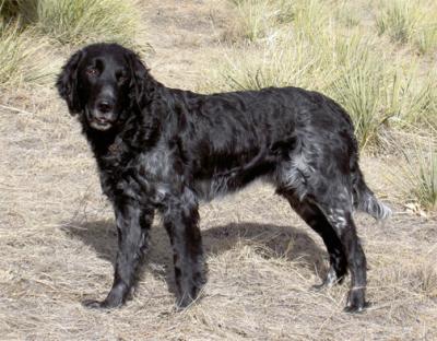 picture of dog