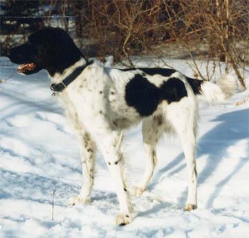 picture of dog