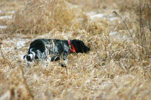 picture of dog