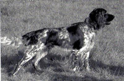 picture of dog