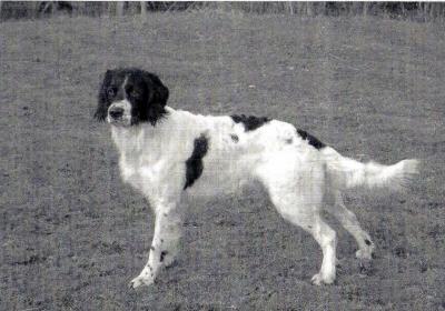 picture of dog