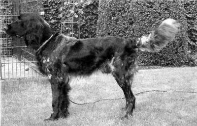 picture of dog