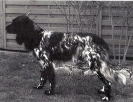 picture of dog